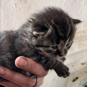 Meet your Posher, Annie